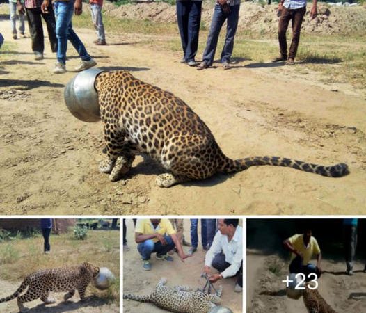 Thirst-Driven Leopard Accidentally Trapped by Obstacle (Video)