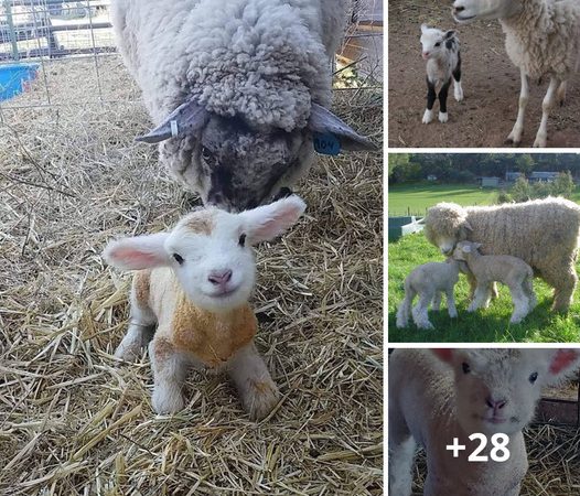 A Newborn Lamb Arrives Just 15 Minutes Before a Viral Photo