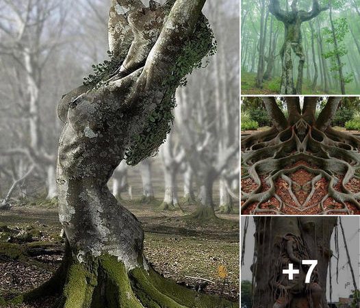 Uncover the Enigmatic Trees of Our World: A Dive into the Most Bizarre Trees Across the Globe