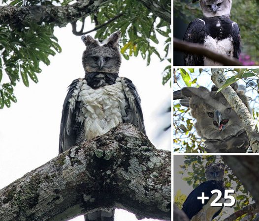 The Harpy Eagle: A Majestic Giant Bird That Some Mistake for a Person in Disguise!