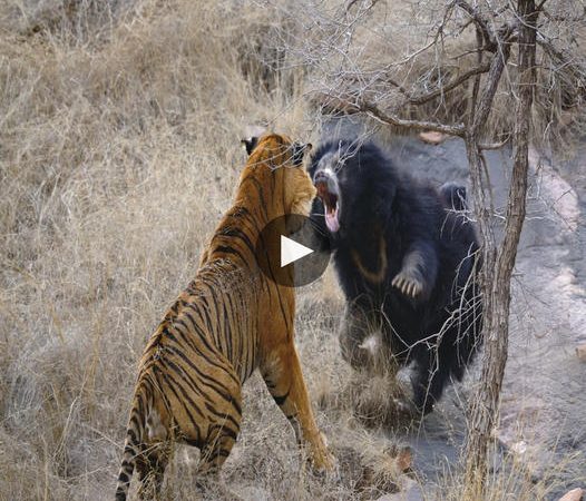 A Fearless Mother Bear Protects Her Cubs from Pursuing Tigers