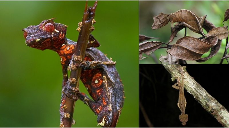 Astonishing Survival Strategy: Satan’s Leaf-Tailed Geckos Camouflage as Nature’s Defense Mechanism Against Predators