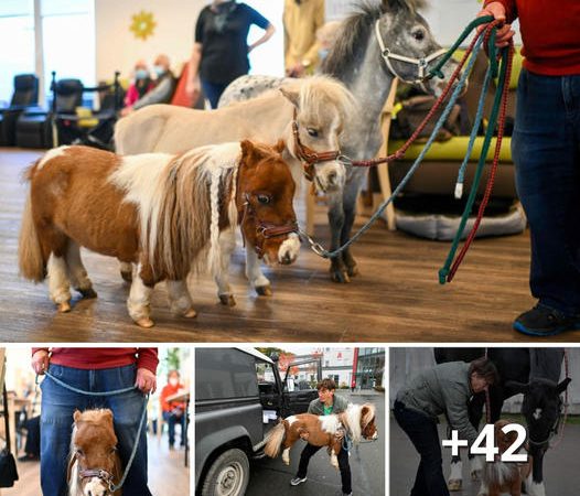 The World’s Smallest and Most Remarkable Horse: Tiny Enough to Cradle Like a Baby