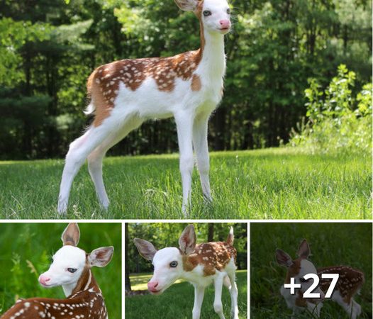 Rescued White-Faced Fawn Discovers Joy at Animal Sanctuary After Mother’s Rejection at Birth!