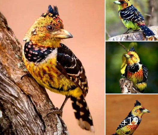 Exploring the Vibrant World of the Crested Barbet and Its Colorful Plumage