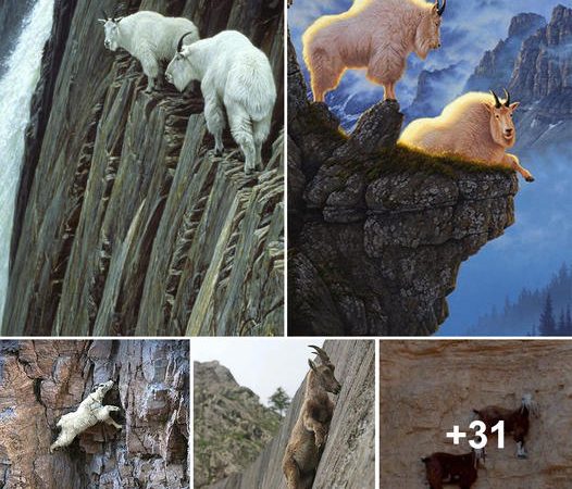 Vertical Rock Climbing Masters: Unraveling the Secrets of These Unbelievable ‘Super-Goats