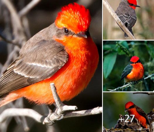 Discover the Vibrant Vermilion Flycatcher: A Desert Jewel in Flight