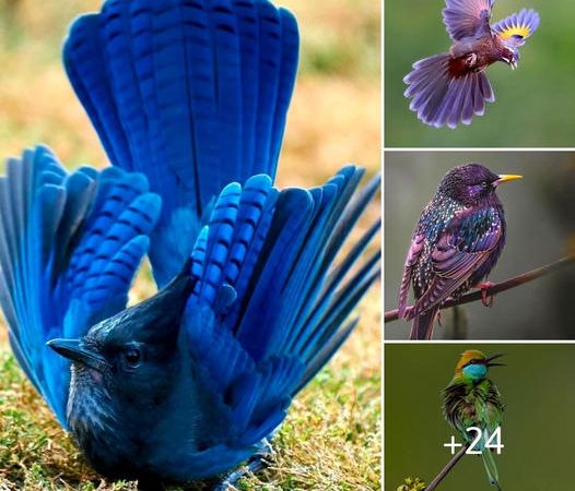 Unveiling Nature’s Avian Masterpieces: A World of Exquisite and Extraordinary Birds