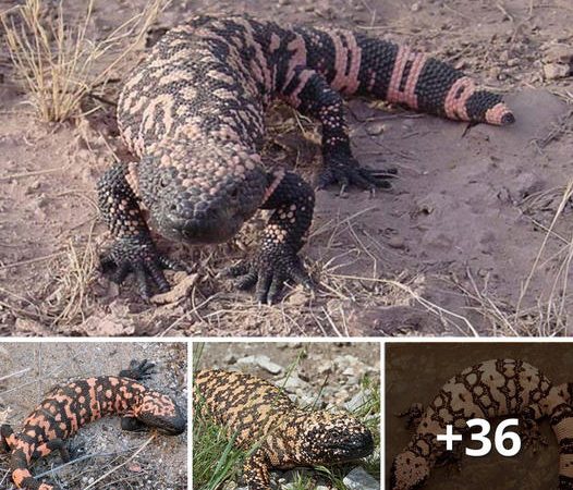 The Astonishing World of ‘Monster’ Gila Monsters: A Deadly Beauty with Lifesaving Secrets