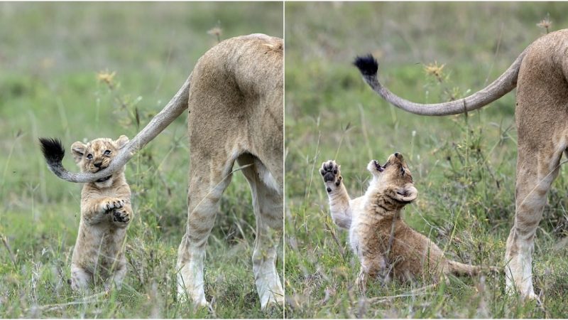 Tales of Tenacity: Lion Cub’s Playful Pursuit and the Triumph of a Mischievous Heart