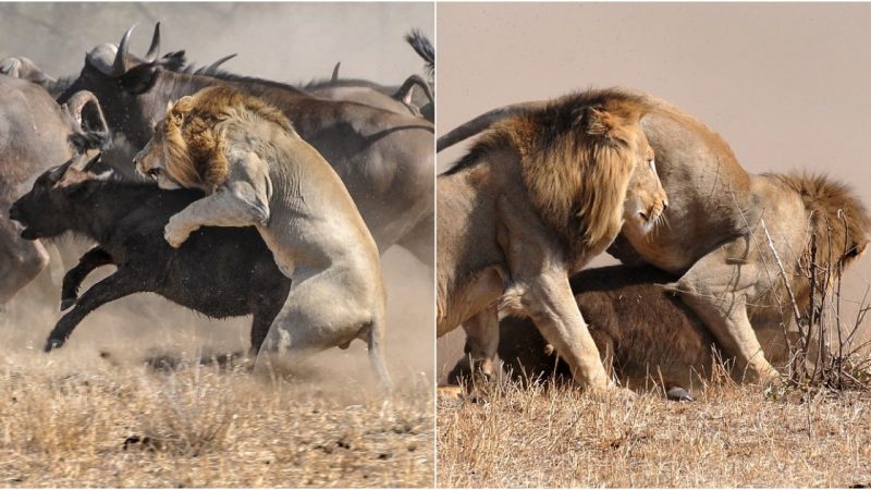 Nature’s Brave Stand: Mother Buffalo Defends Calf Against Ferocious Lion Attack