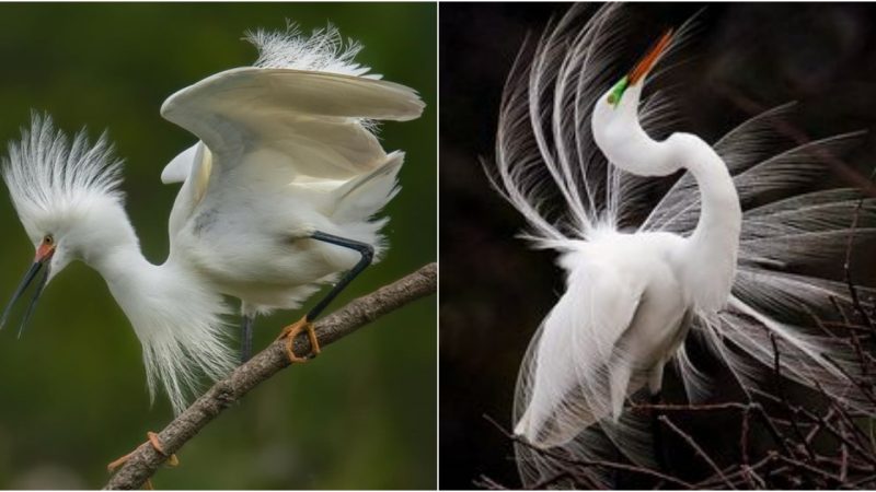 The Snowy Egret: A Master Entertainer Among Herons and Egrets