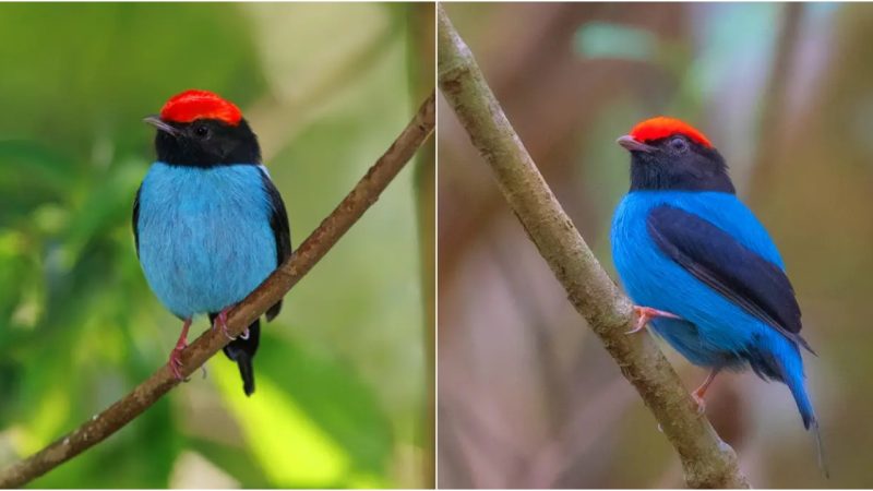 Encountering the Blue Manakin: A Dance of Vibrant Hues and Dynamic Moves