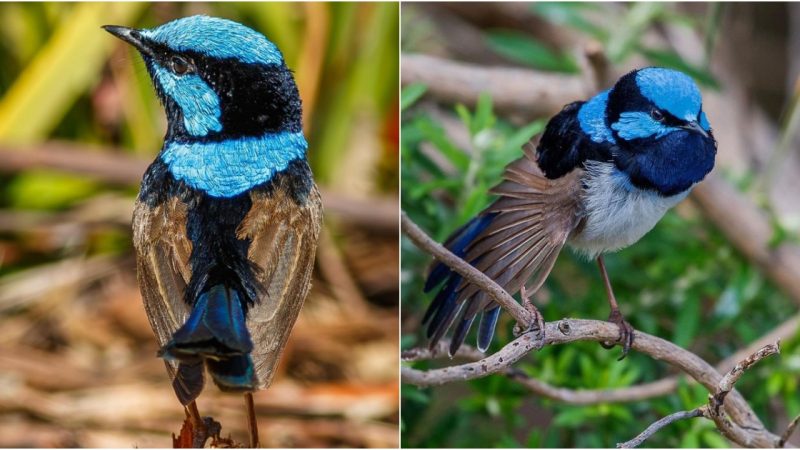 The Enchanting Symphony of the Superb Fairywren (Malurus cyaneus)