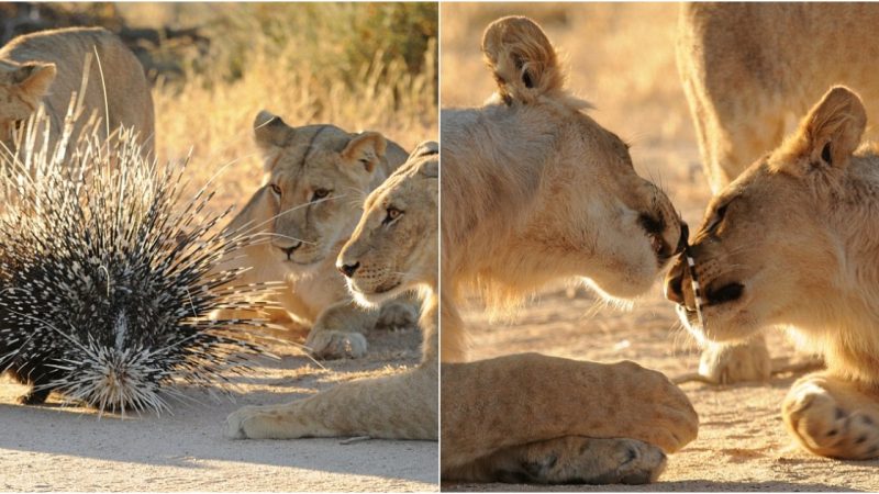 A Thorny Feast: Lion Cub’s Painful Encounter with Porcupines in the Kalahari Desert