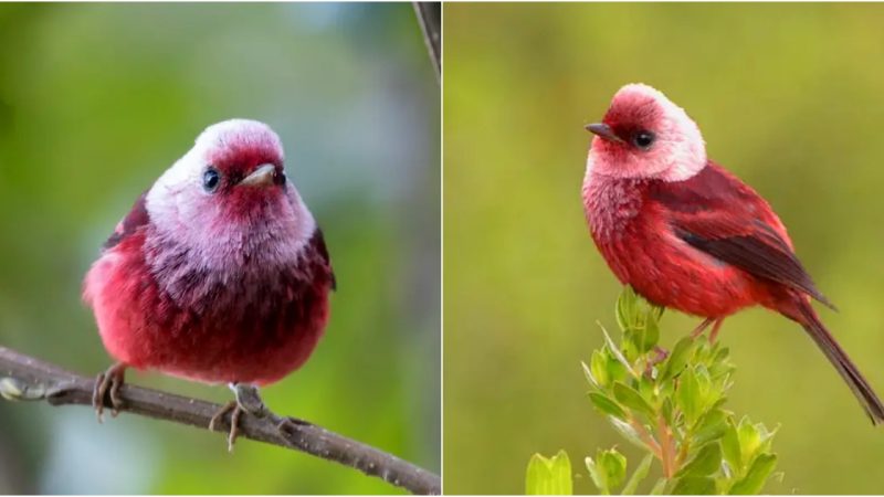 Discovering the Ephemeral Beauty of the Pink-Headed Warbler