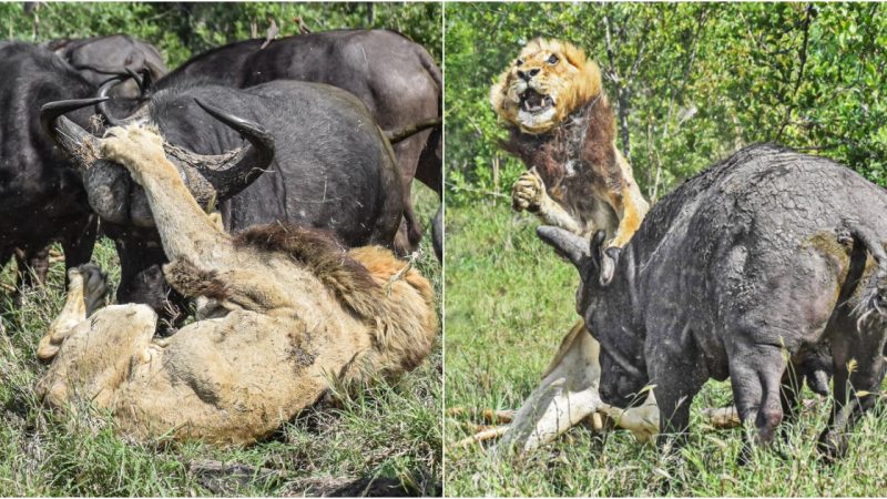 The Lion’s Last Stand: A Brutal Encounter with Buffaloes