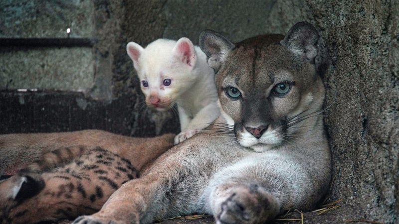 Rare Albino Puma Cub Born in Nicaraguan Zoo