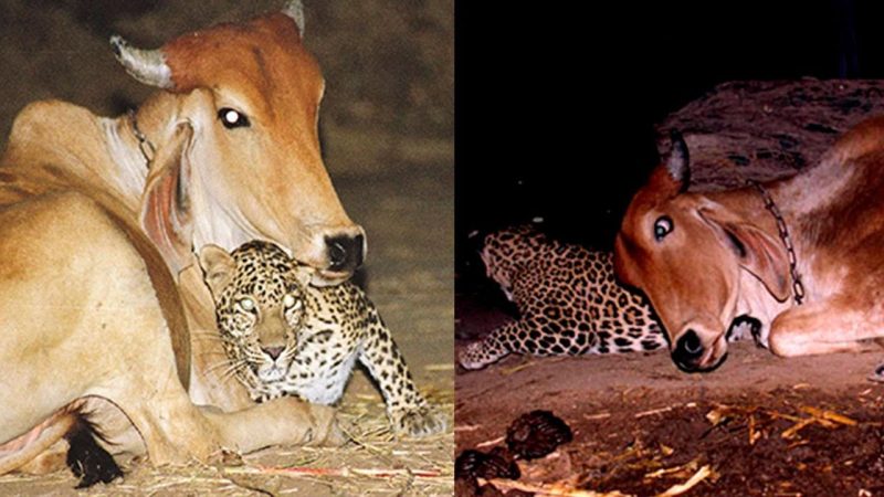 ViDeo captures the unimaginable scene between cows and leopards that has attracted the attention of millions of people around the world.