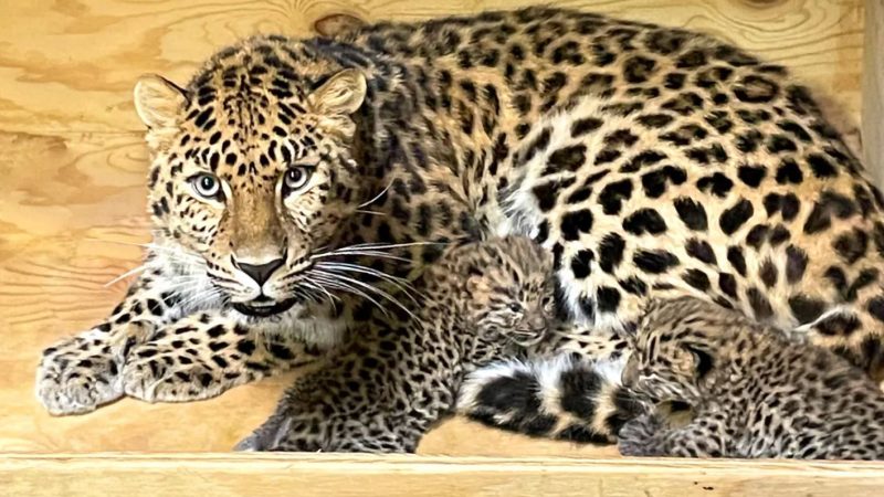 Two critically endangered Amur leopard cubs were born at the Saint Louis Zoo