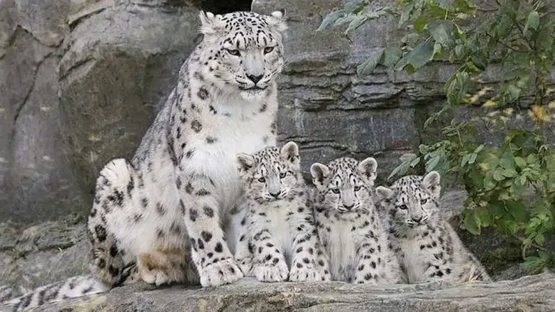 MEET A Rare family of snow leopard in German Zoo (Video)