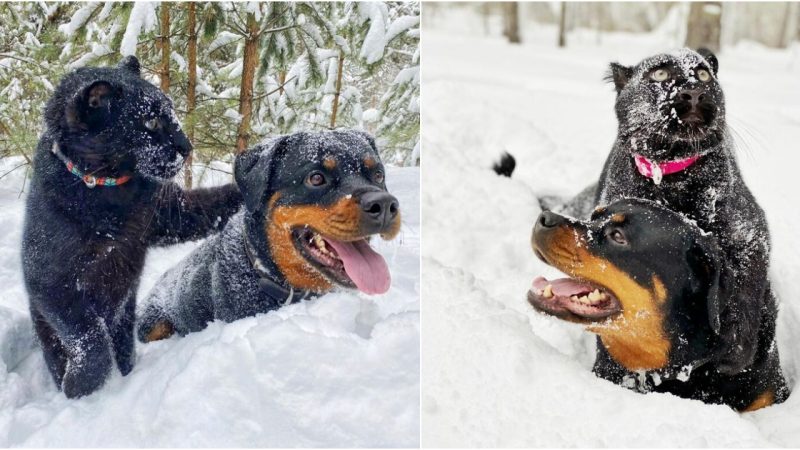 Panther was reared by humans and rottweilers after being abandoned by its mother