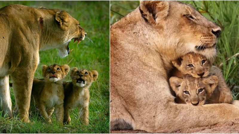 Tragic Loss: Lioness and Her 2 Cubs Killed While Eating A Meal Together