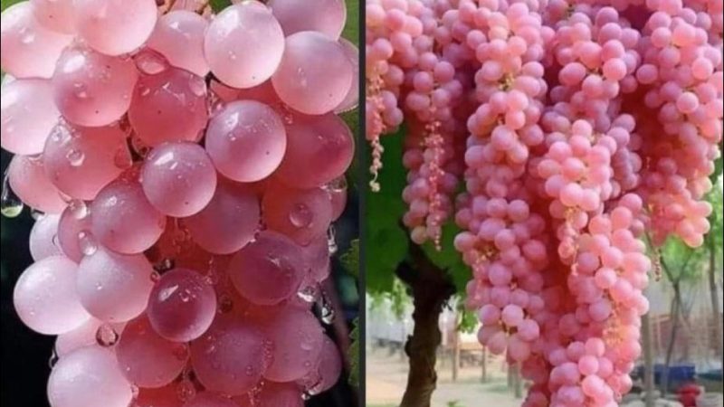 The Pink Koshu Grapes of Japan🍇🍇🩷🩷