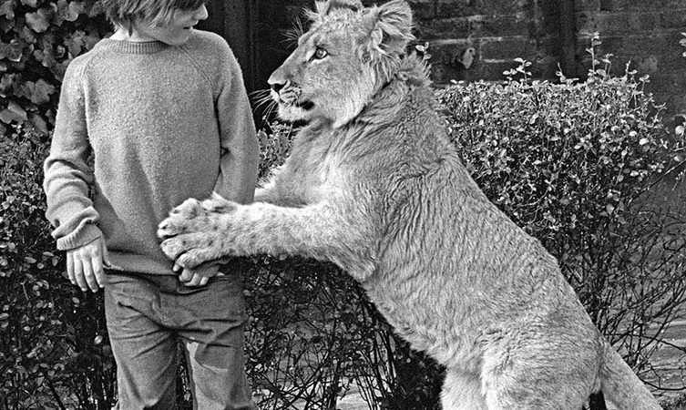 Unbelievable photos and stories of lions being kept as pets before being returned to the wild but always remembering their former owners